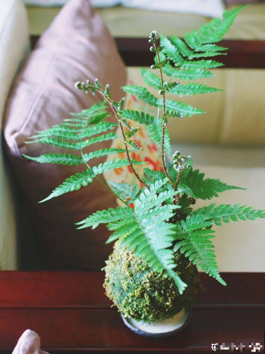 年纪轻轻，养点花种点草，提前过过养老生活