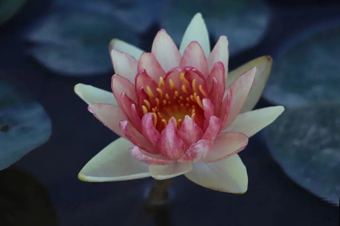 家里养盆“花中睡美人”，一天灌一瓢水，开花多得大缸放不下！