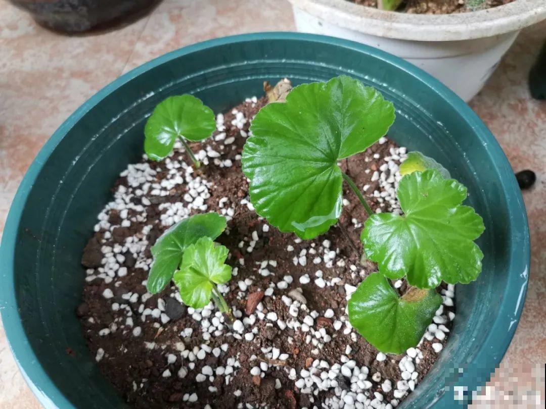 现在扦插超好活，剪根枝，捂3天，冒出狗牙根！