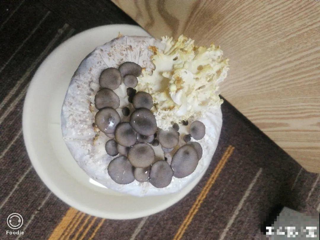 在家找个泡沫箱，撒把种子种蔬菜，不用出门买菜