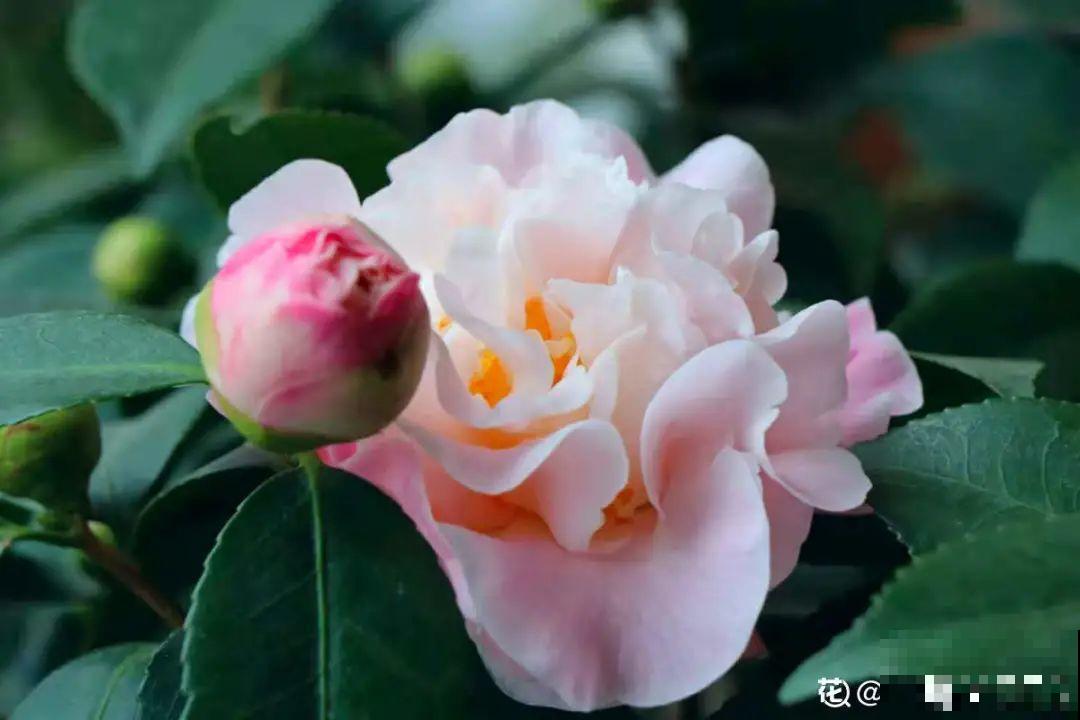 花还没开，花苞掉了一地，再不管就完了！