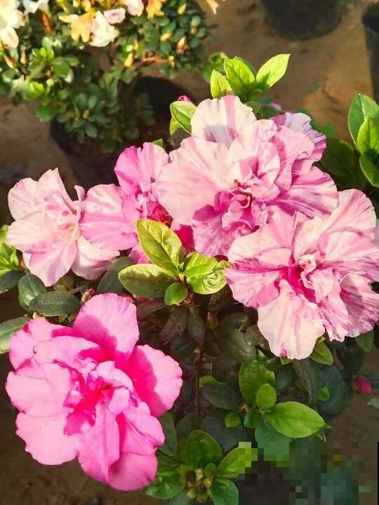 初春养花要沉住气，不能太心急，不然花容易死翘翘