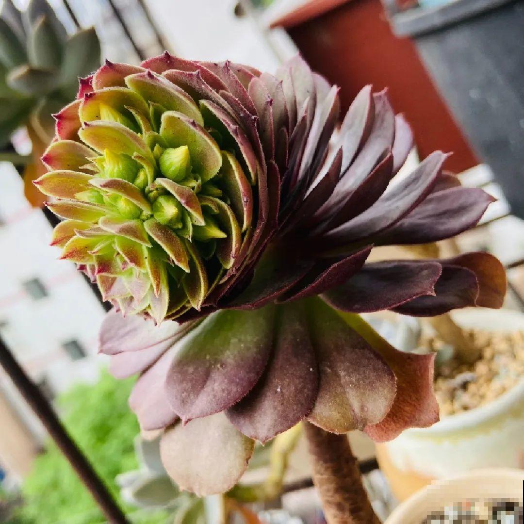 百合开花不是一次性，开完要施肥，1盆能生20盆