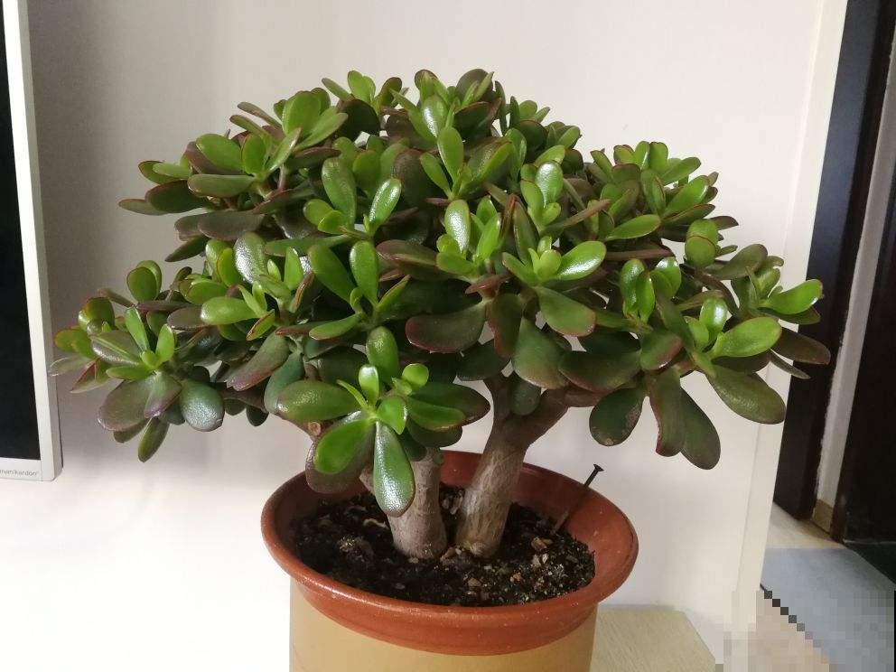 春天气温回升,3种花适合扦插,一周就能生根 春天气温回升,3种花适合扦插,一周就能生根