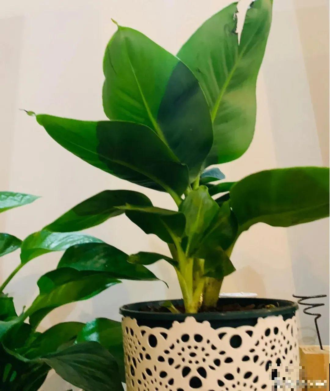 1盆苹果卖300块,为啥这么贵,难道是金苹果? 1盆苹果卖300块,为啥这么贵,难道是金苹果?