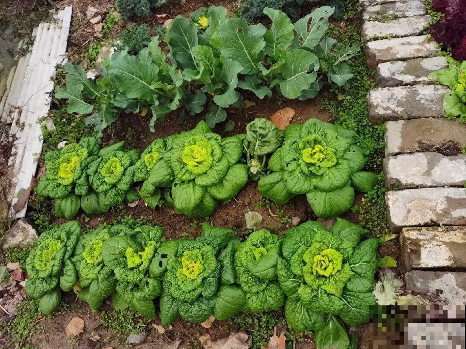 5年的花园，消失只要3天，全没了……