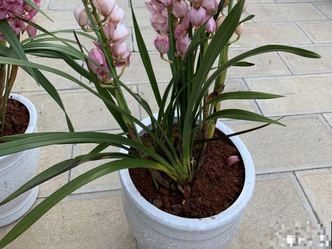 5种花不能换盆，一换就死，很难救回来