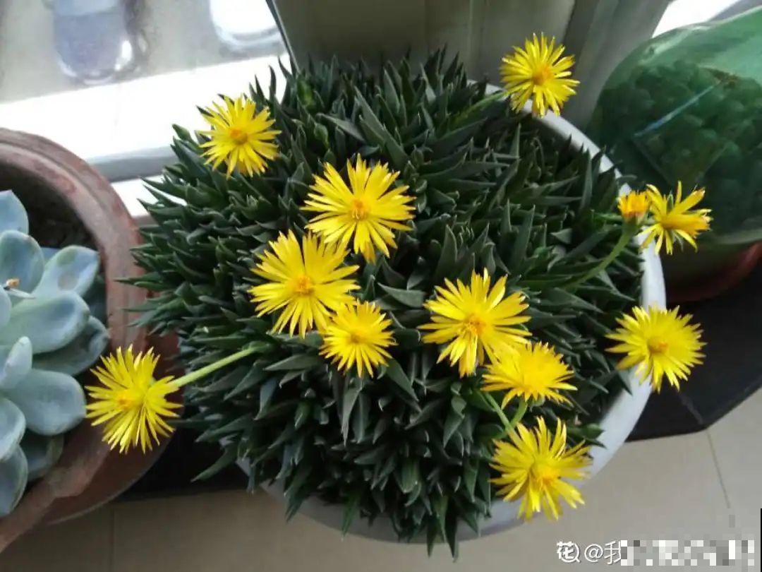 5种多肉,开花不会死,反而活得更久 5种多肉,开花不会死,反而活得更久