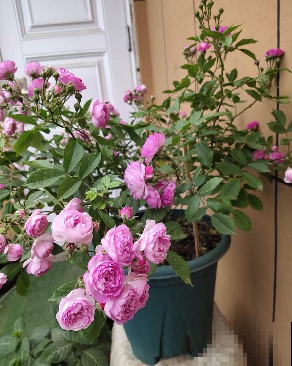 月季养护要选择合适的盆，不能盲目跟风，不然很难爆盆