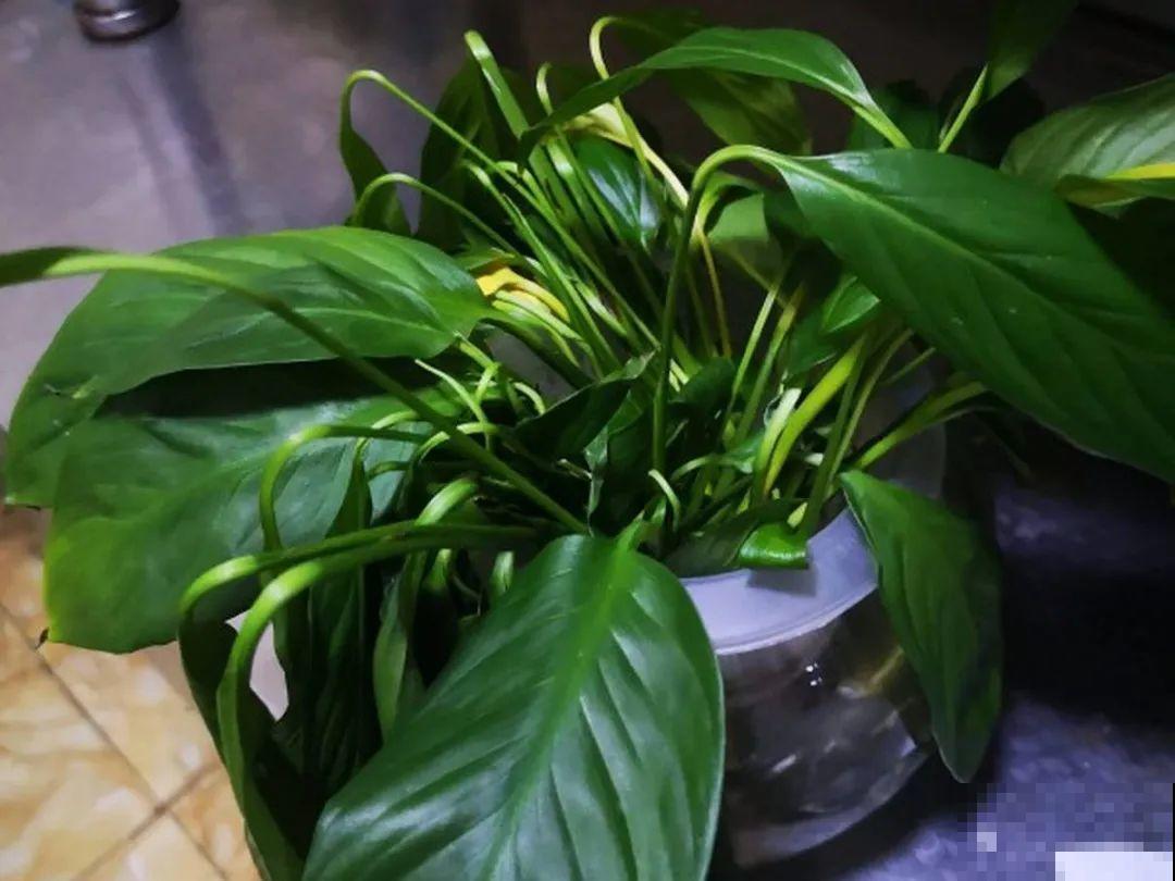 6种花慎养，再好的盆和土，现在也养不活