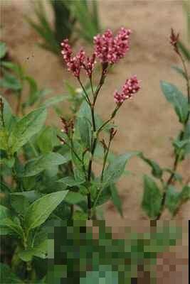 6种植物能染色，从古用到今，工艺传承几千年