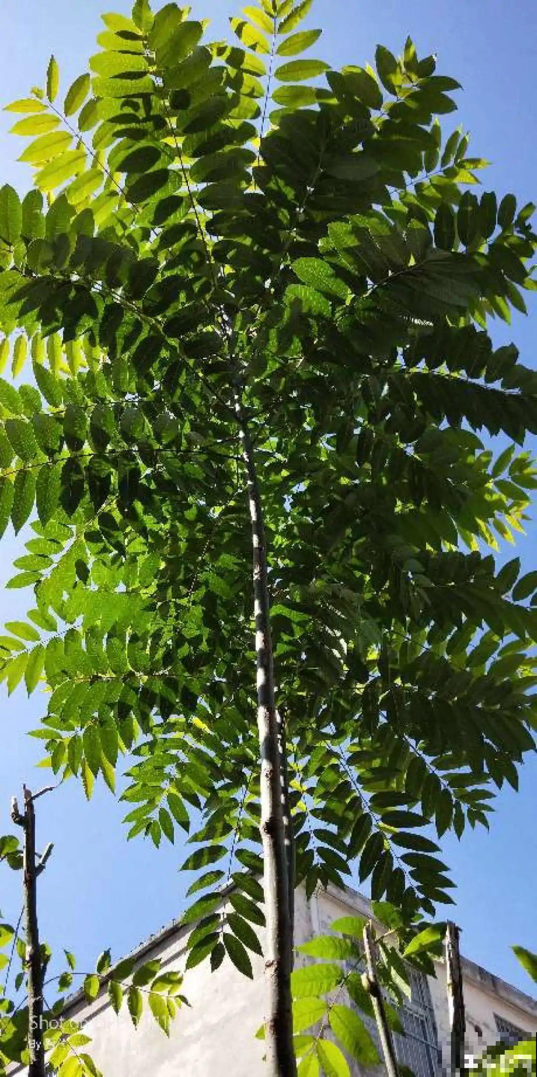 家里养盆镇宅花,一年红红火火,好运满满 家里养盆镇宅花,一年红红火火,好运满满