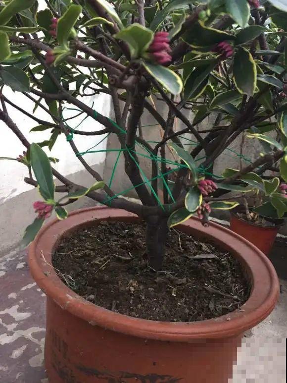 7种花，现在绝对不能剪，剪了一年不开花！