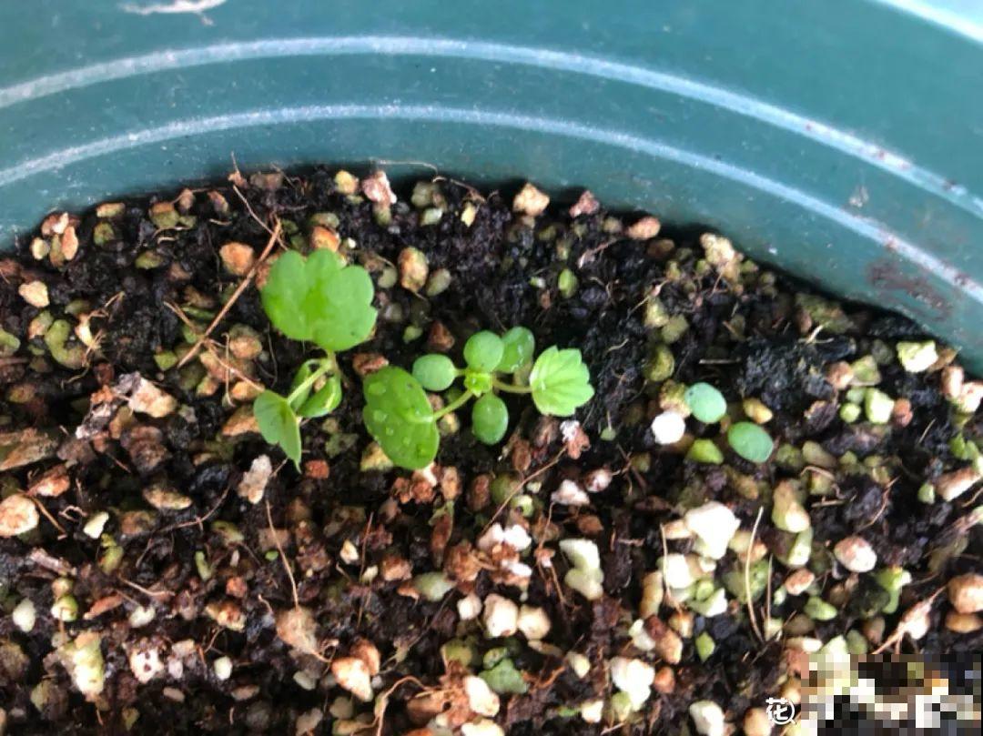 吃完的水果核别丢，扔土里长出小嫩芽，俩月长成新盆栽