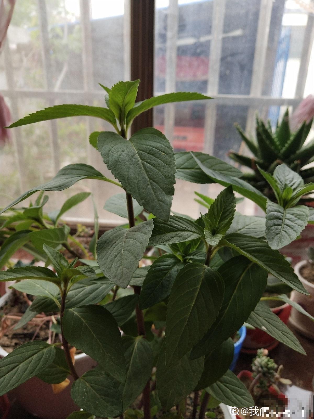 4种“去火”草，农村最多，现在越挖越少