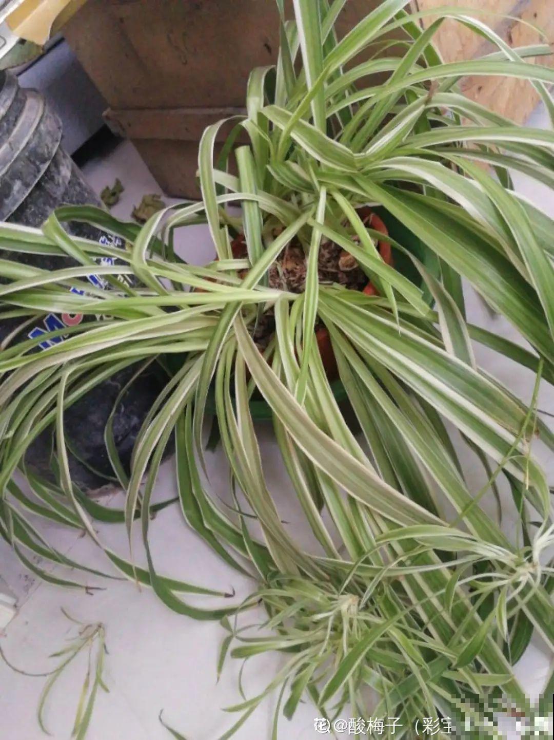 3月是给花剃头的好时机,现在狠心剪,下月就开花 3月是给花剃头的好时机,现在狠心剪,下月就开花