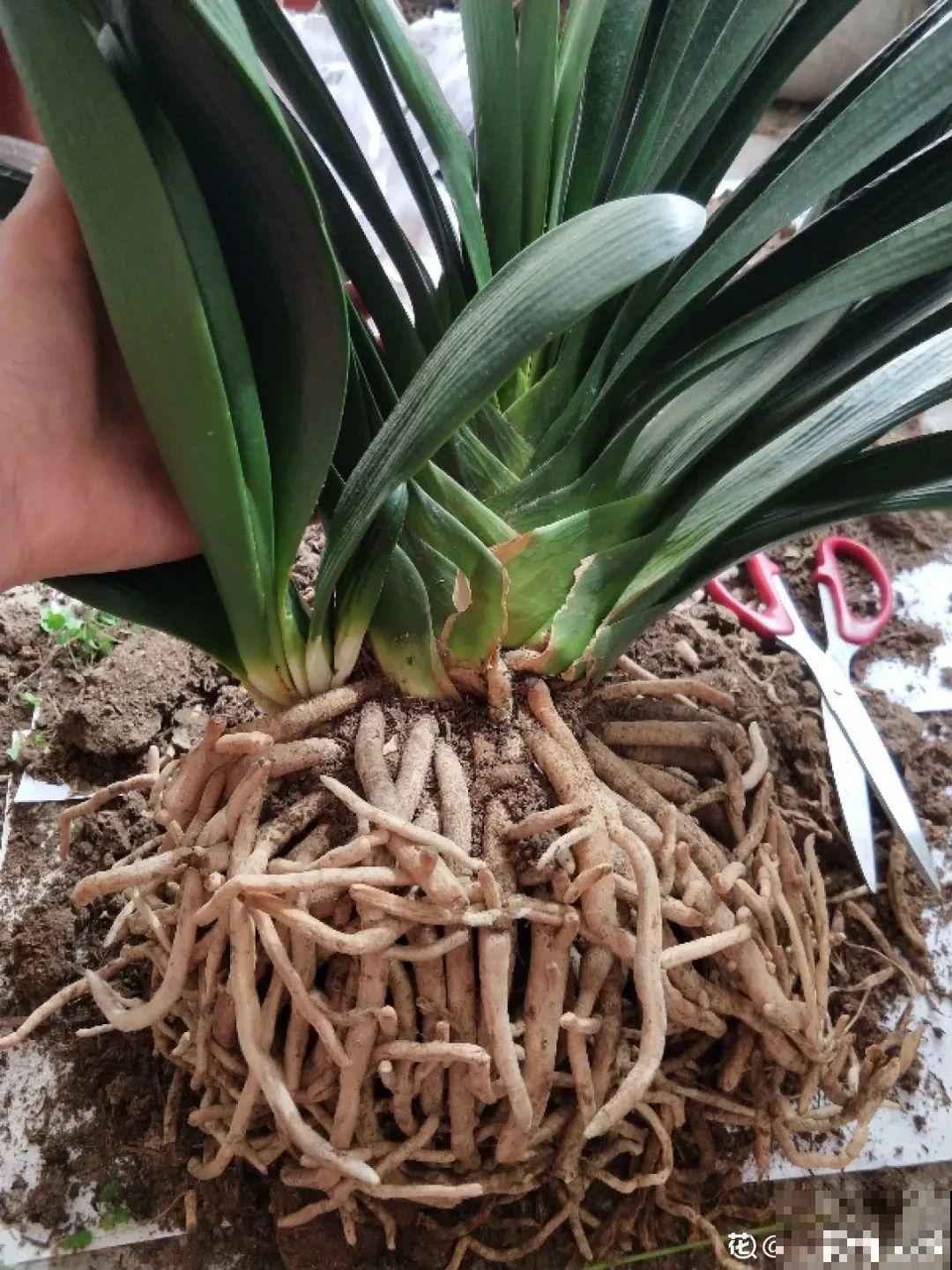 春天给花分株，1盆变成多盆，很快爆盆