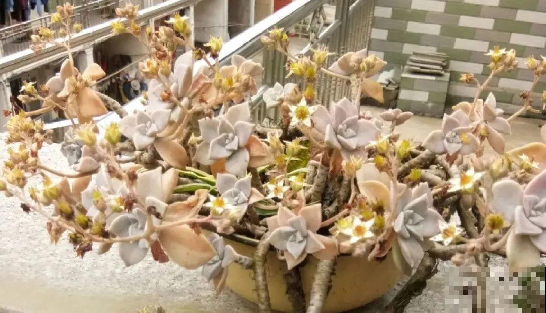 5种花就是一次性，开完花就扔，别浪费时间！