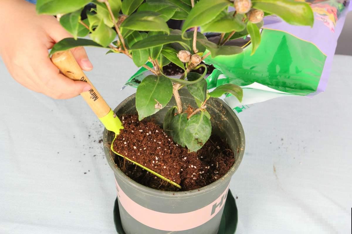 这4种情况不能换盆！不然花养不好，还容易烂根！