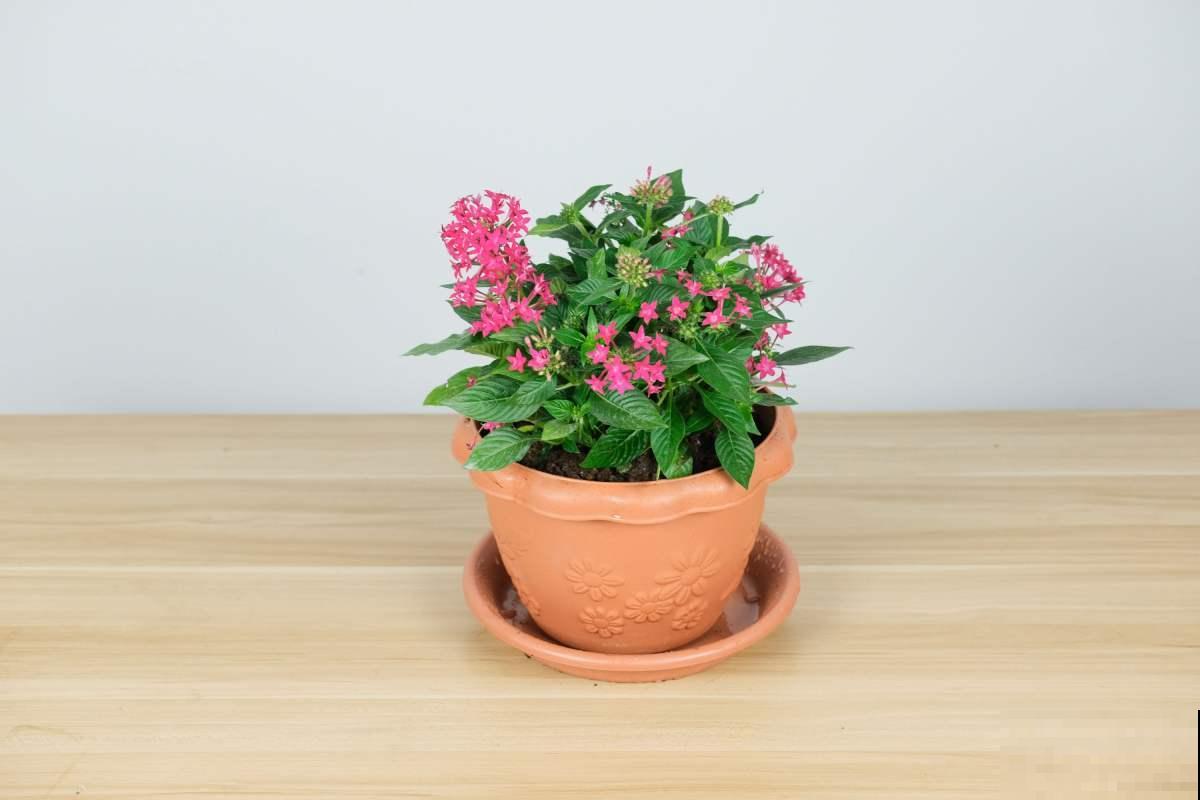 一闪一闪亮晶晶，在家种盆繁星花，开花又多又好看！