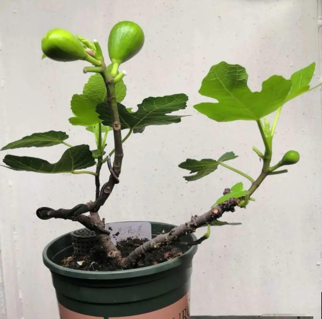 1盆苹果卖300块,为啥这么贵,难道是金苹果? 1盆苹果卖300块,为啥这么贵,难道是金苹果?