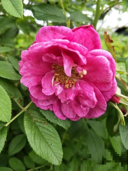 吃花历史上千年，不同的花有不用食用方法，口味太独特