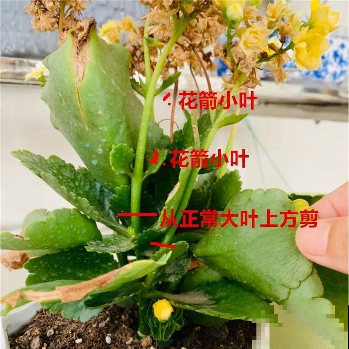 蟹爪兰开完了，从这里剪掉，还能再开一次
