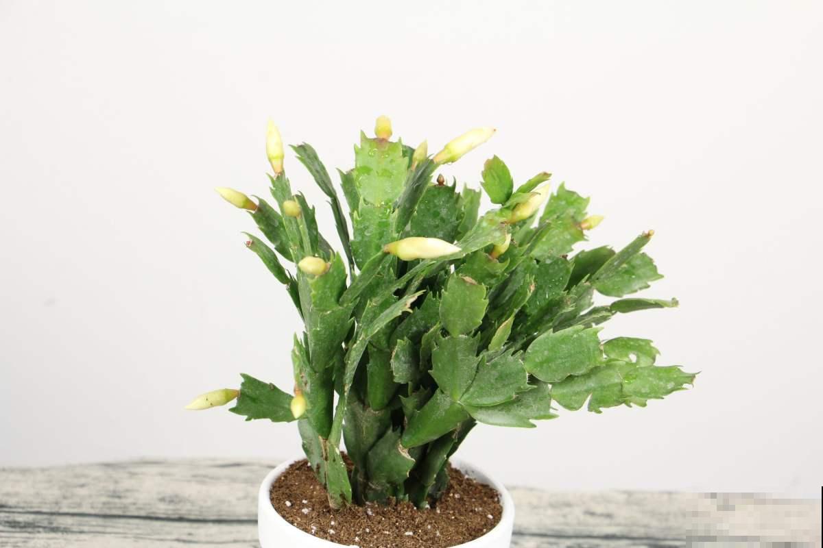 蟹爪兰养不好？4个小技巧，一盆养多年！