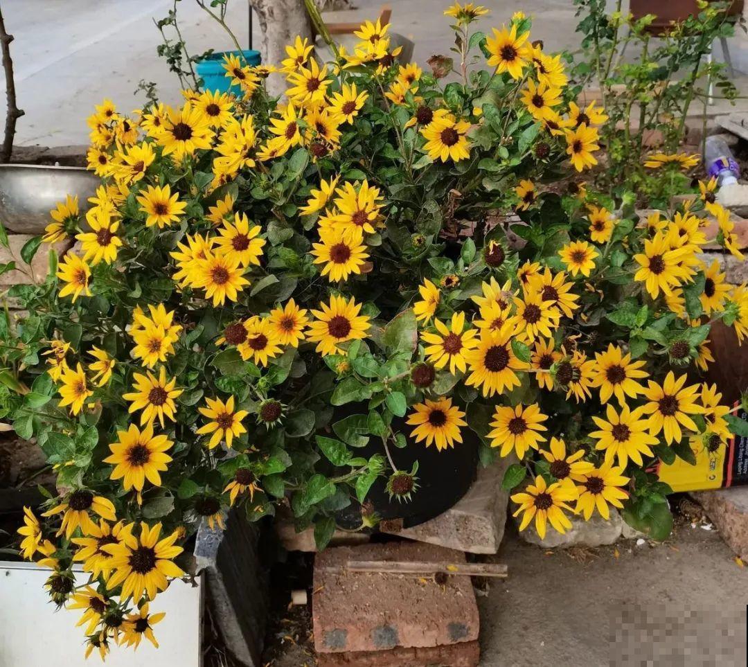 不同的花有不同的性格,你养的花,代表你是什么样的人? 不同的花有不同的性格,你养的花,代表你是什么样的人?