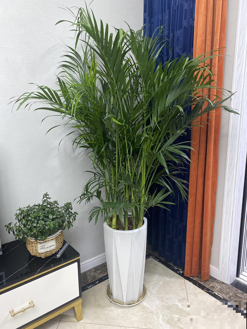 植物就是天然的“空气净化器”，室内养1盆，空气清新还湿润