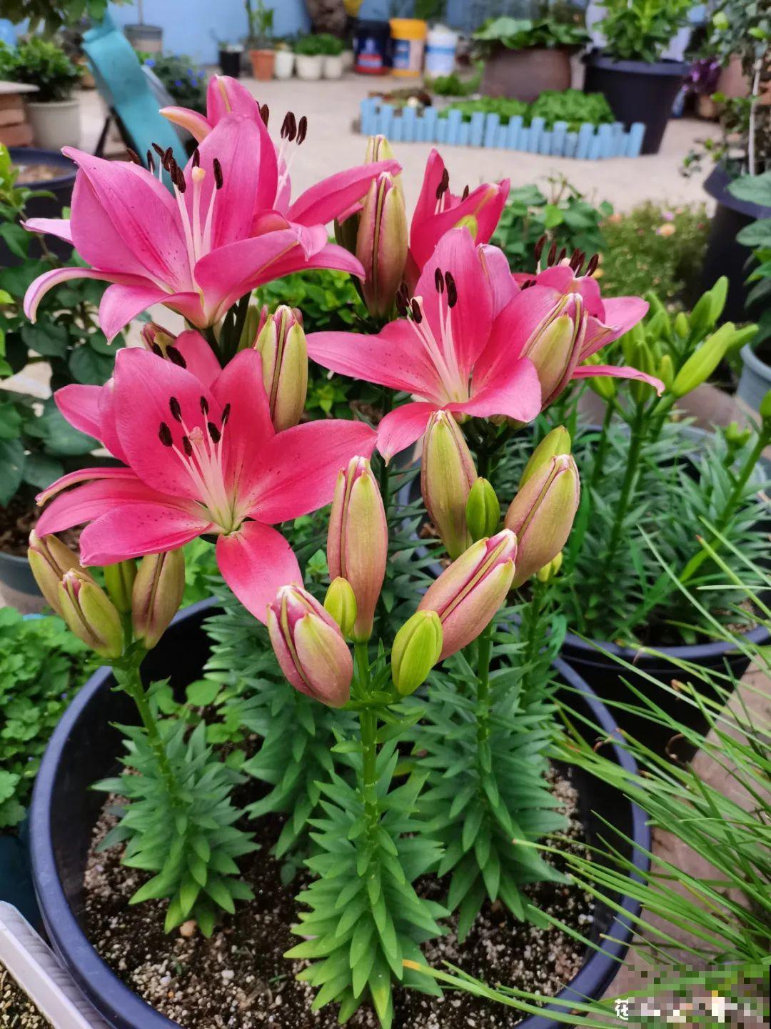 开花比脸大的百合，种下一个球，能爆一大窝球崽！