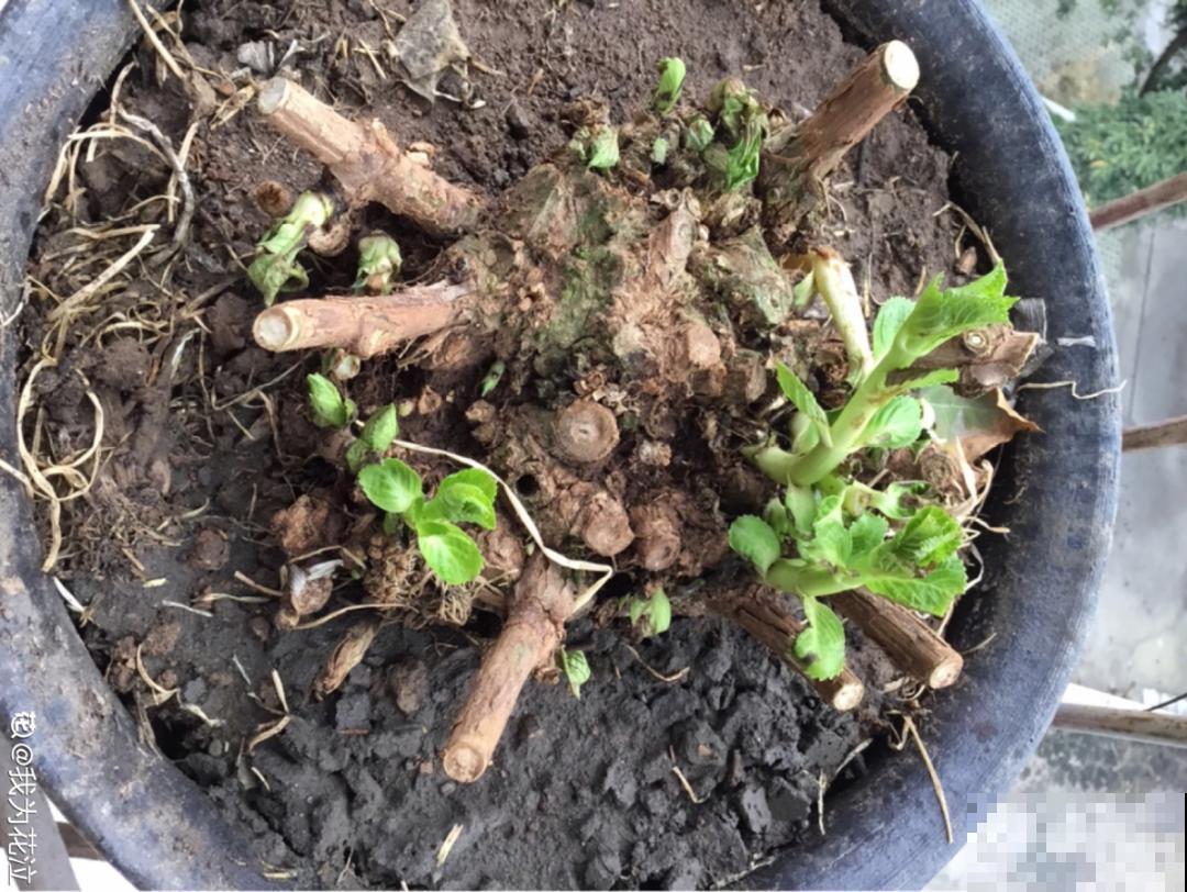 10年的绣球大老桩，九块钱也别买，难开花还浪费感情