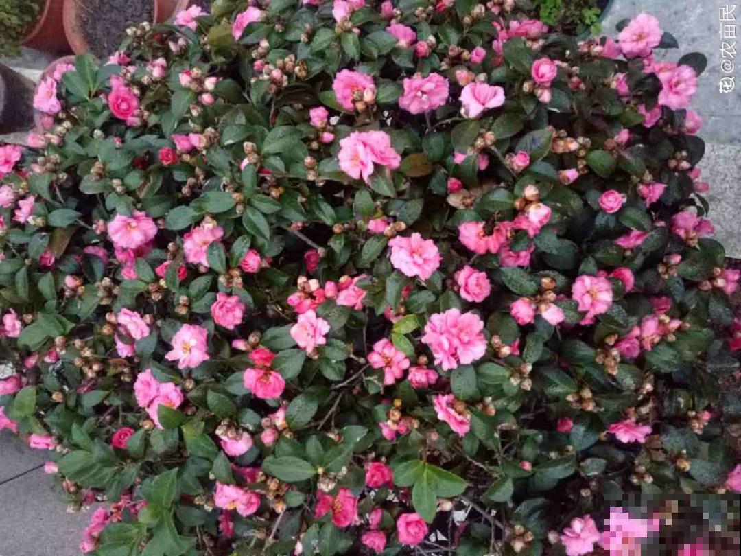 土里浇点果皮水，能维持土壤酸性，茉莉兰花开爆盆