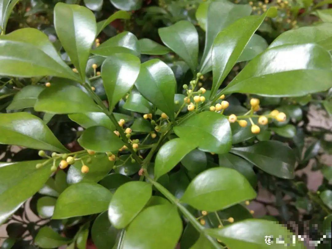 米兰要慎养，掉叶子第一名，光杆很难救活！