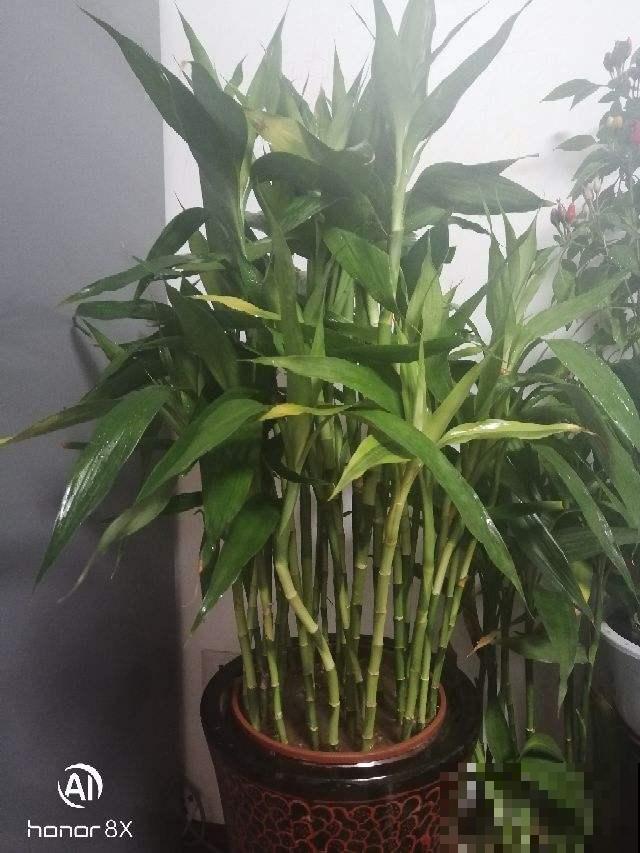 过年家里养花，就养这些“节节高”花，新的一年节节攀升