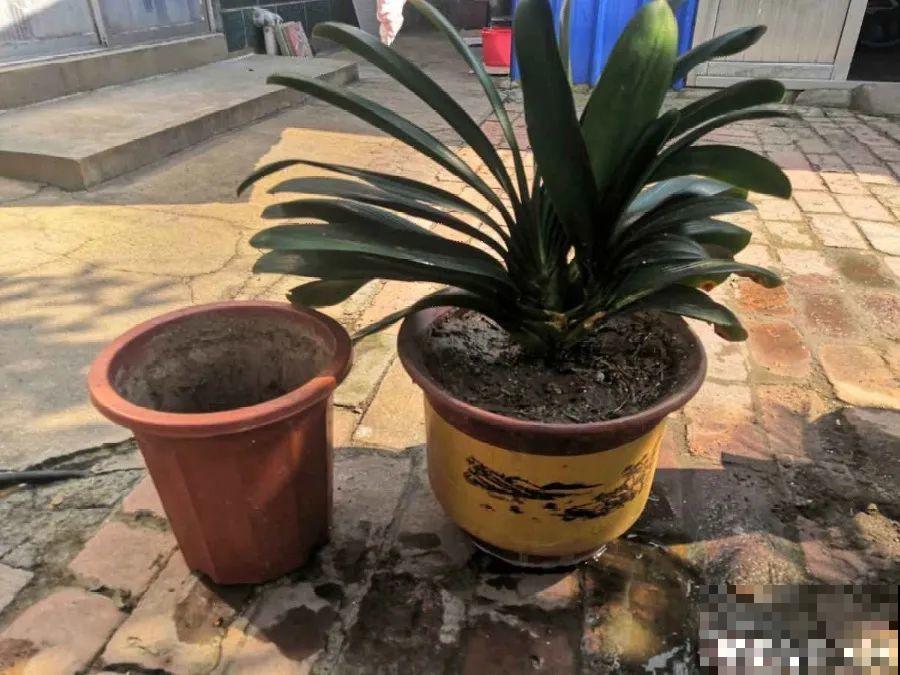 换盆也有限制，正在开花的植物不能换，不然花容易死