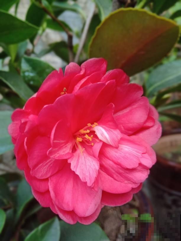 30个有趣的花谜,大多数人猜不对,你猜对了吗? 30个有趣的花谜,大多数人猜不对,你猜对了吗?