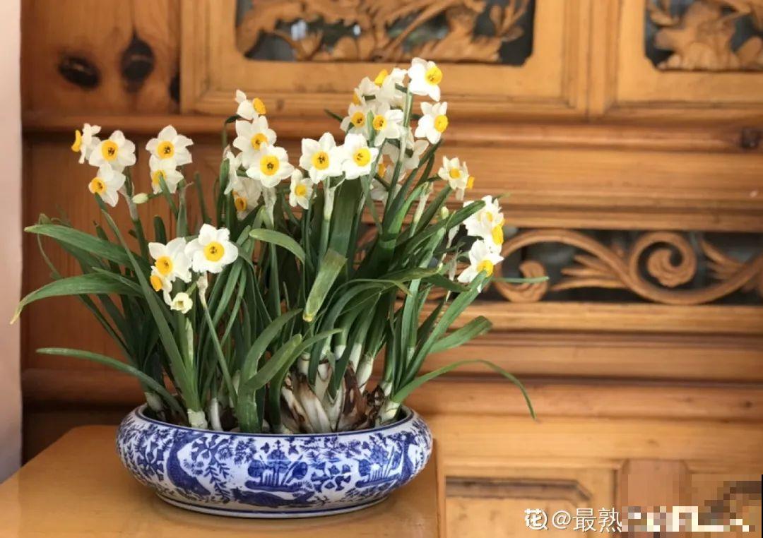 腊月买花，集齐“福禄寿”，才算好兆头