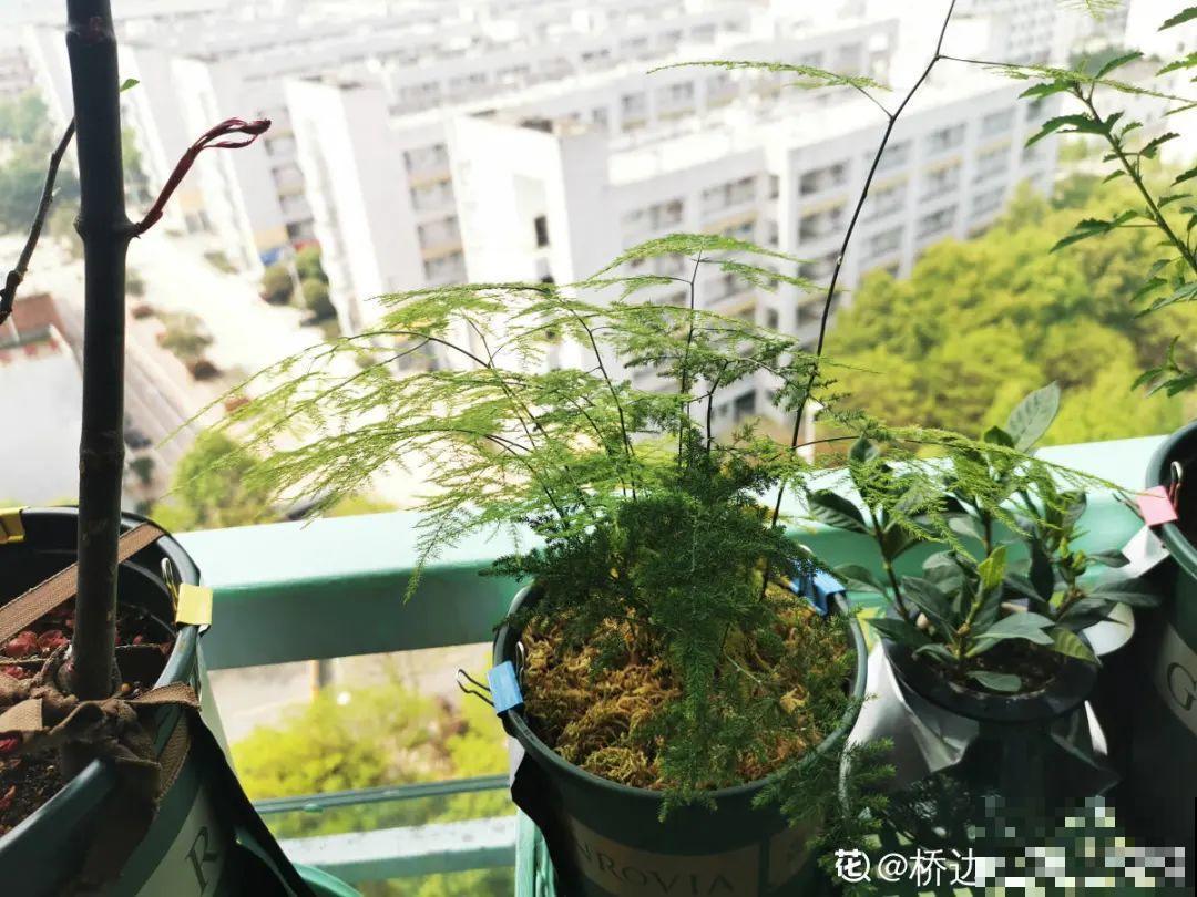 冬天逛花市，花都便宜得像白菜，赶紧买！