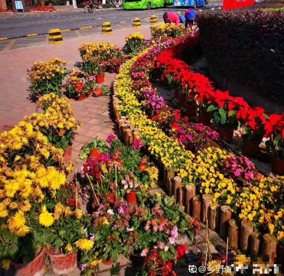 路边别人丢的大花盆，看着眼馋，好想捡回家