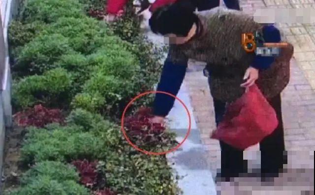 法院门口的花，全都被偷光，小偷的回答令人哭笑不得