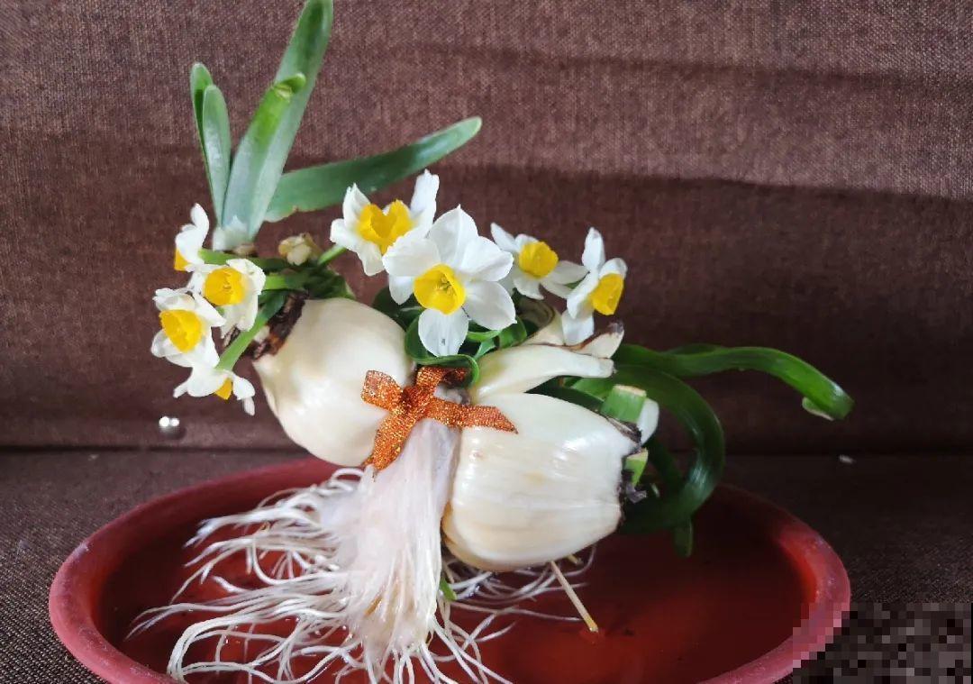 牙签串大蒜，冒充七彩水仙？千万别上当！