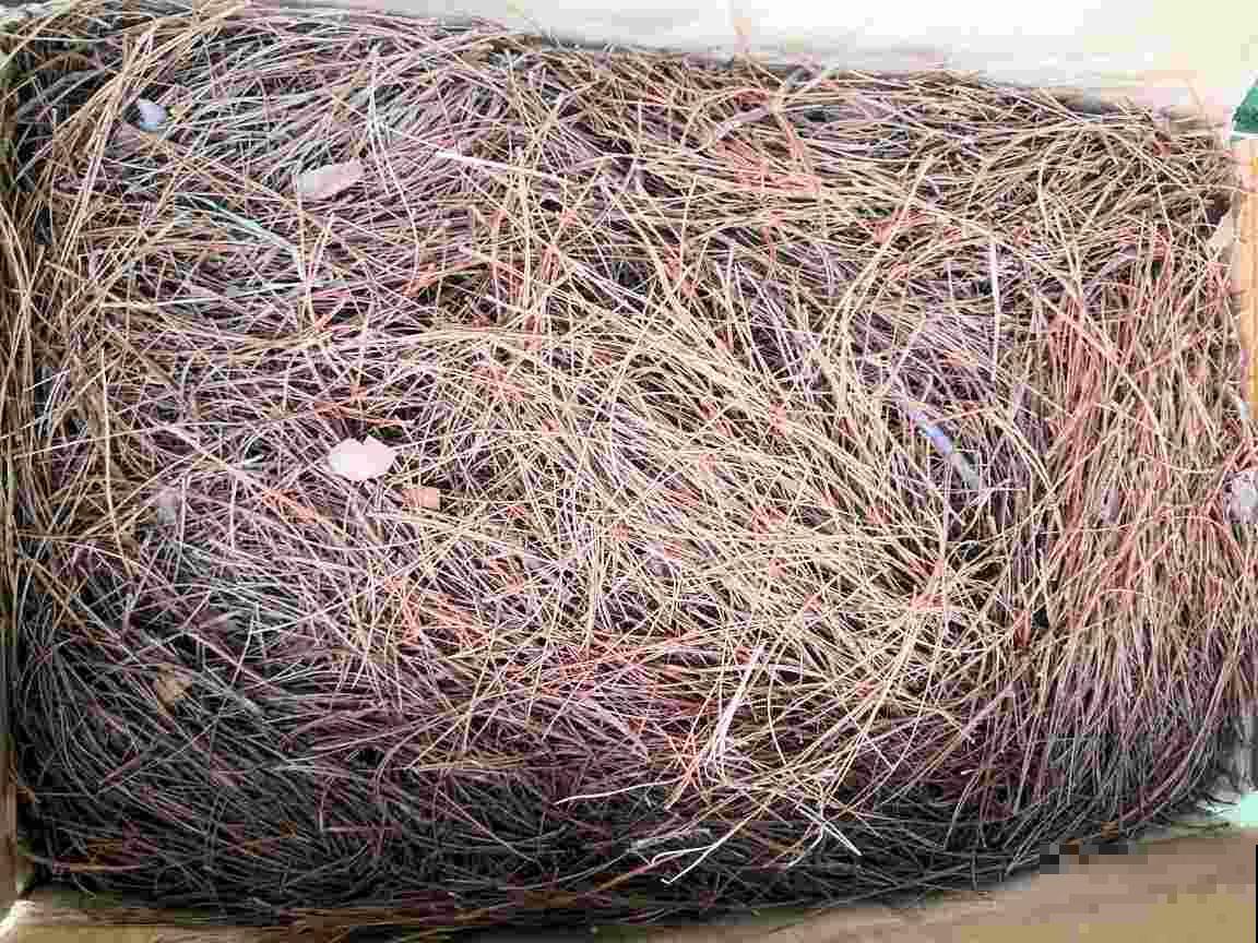 松树全身都能养花，野外挖点松针，沤土俩月就能用