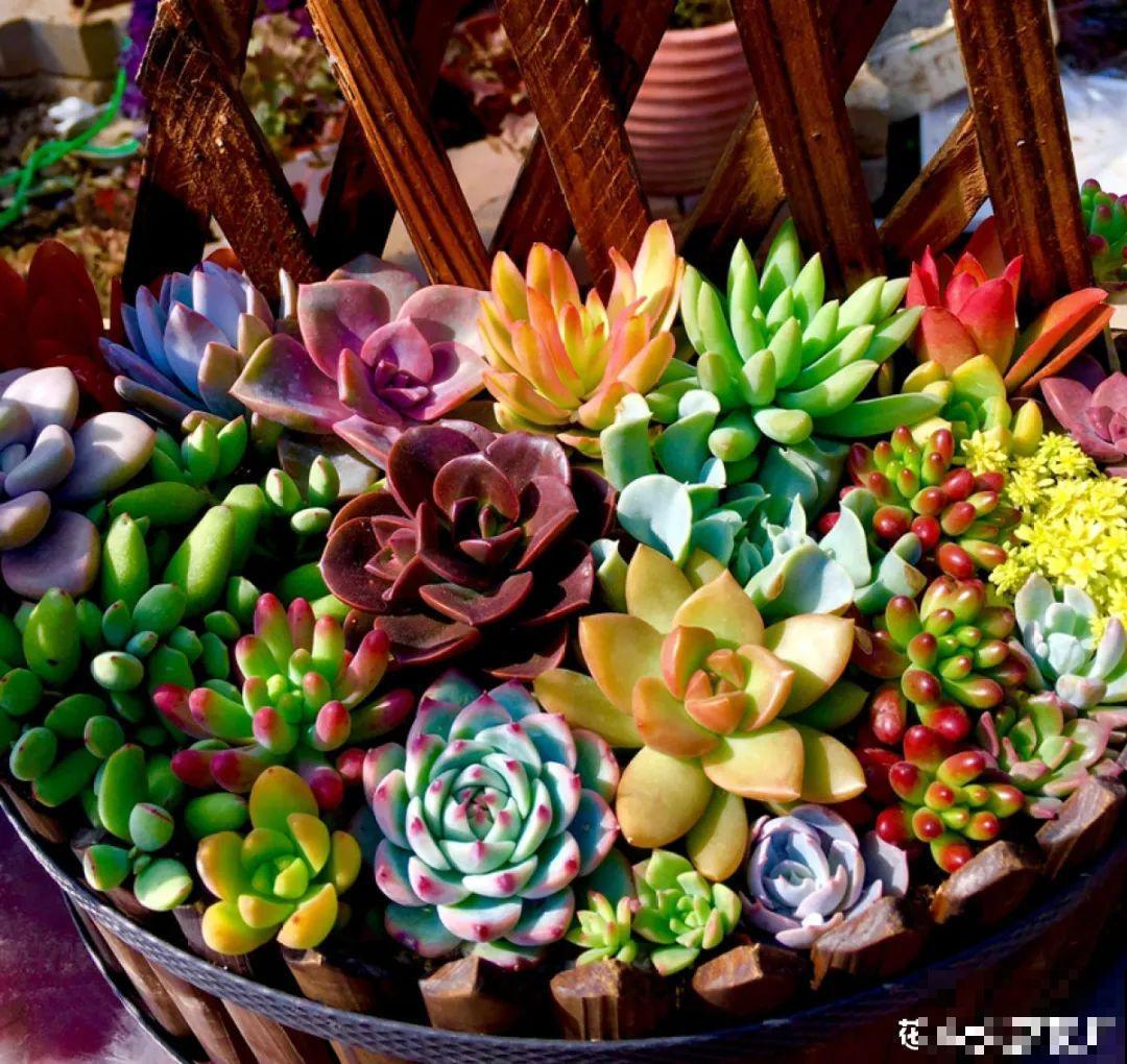 梦想有个院子，养花弄草，过舒心日子！