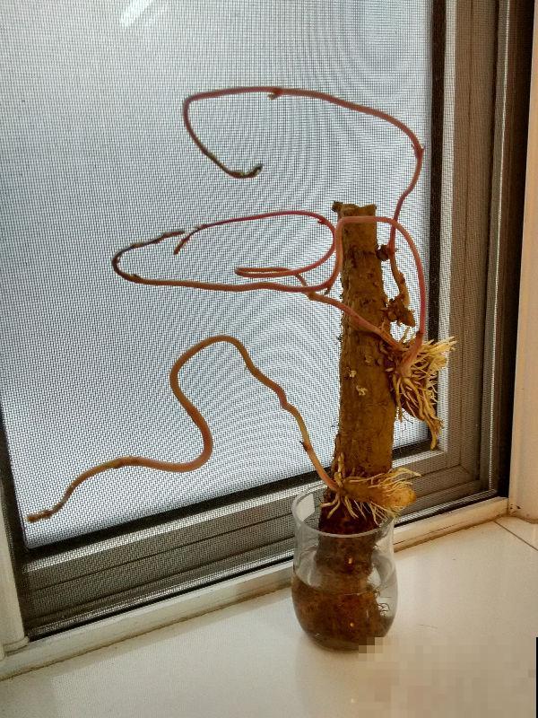 挑选山药不能光看大小,这4个要点很重要,记住就能挑到好山药 挑选山药不能光看大小,这4个要点很重要,记住就能挑到好山药