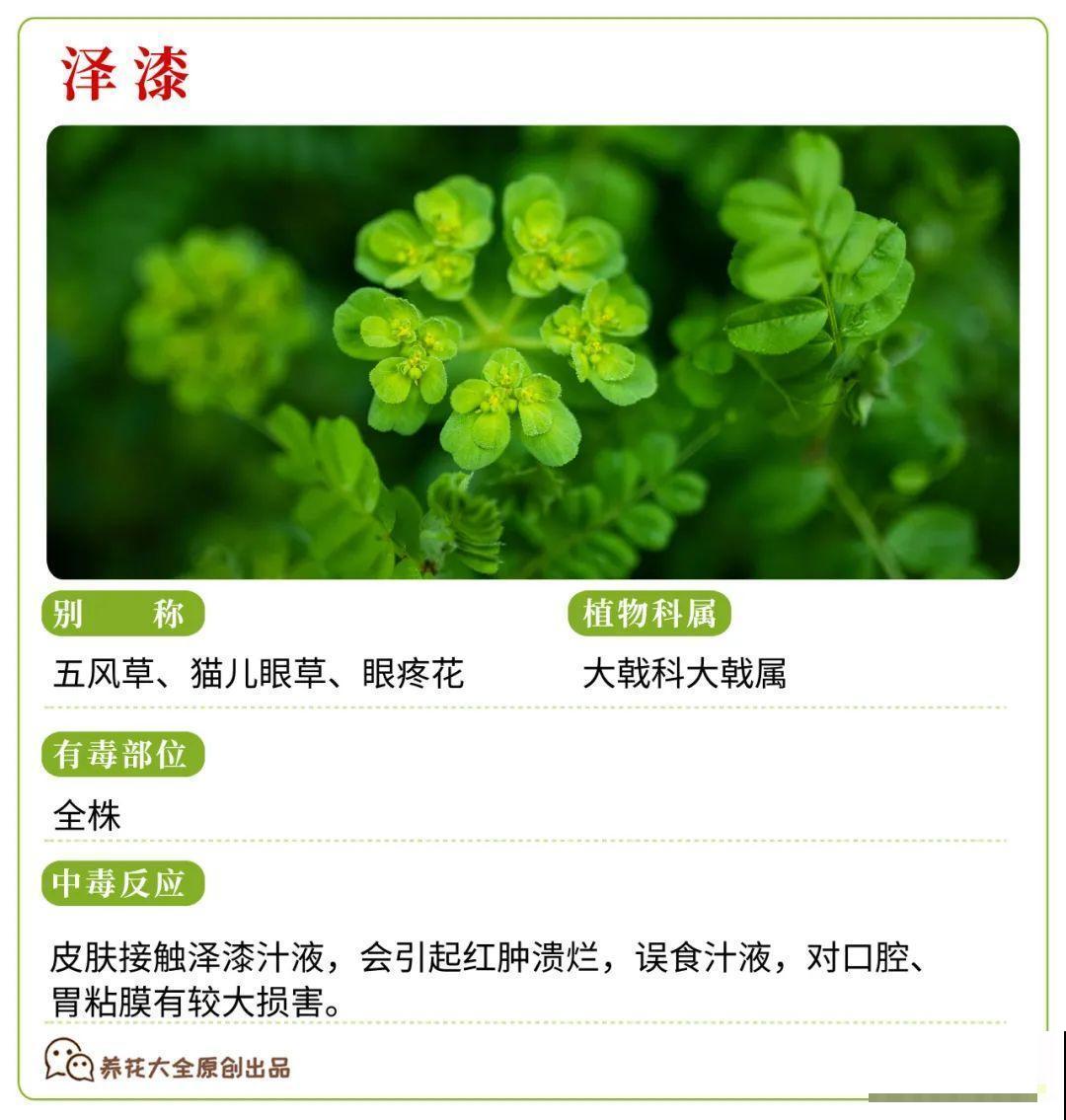 30种常见有毒花，很多人都在养，一定要小心养！