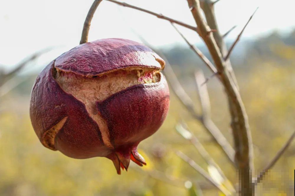 冬剪开始了，月季看见这种枝，就要赶紧剪！