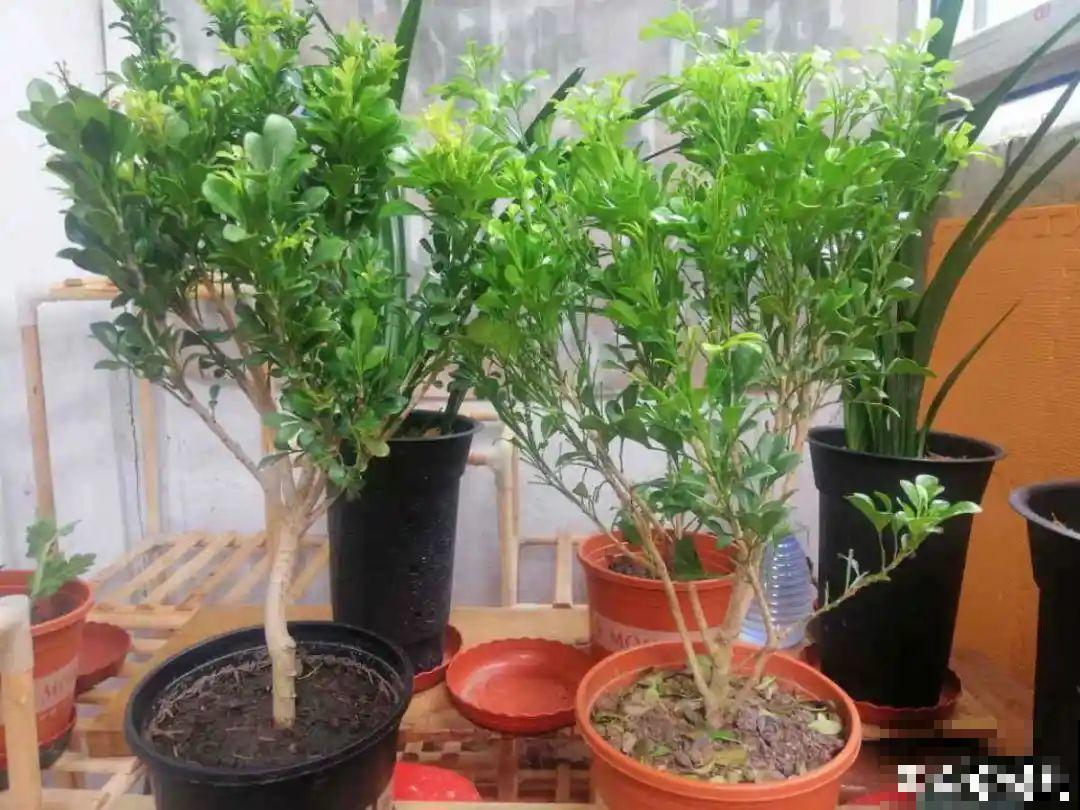 米兰要慎养，掉叶子第一名，光杆很难救活！