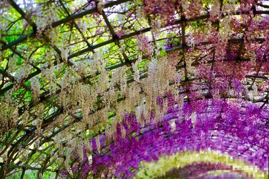 冬剪开始了，月季看见这种枝，就要赶紧剪！