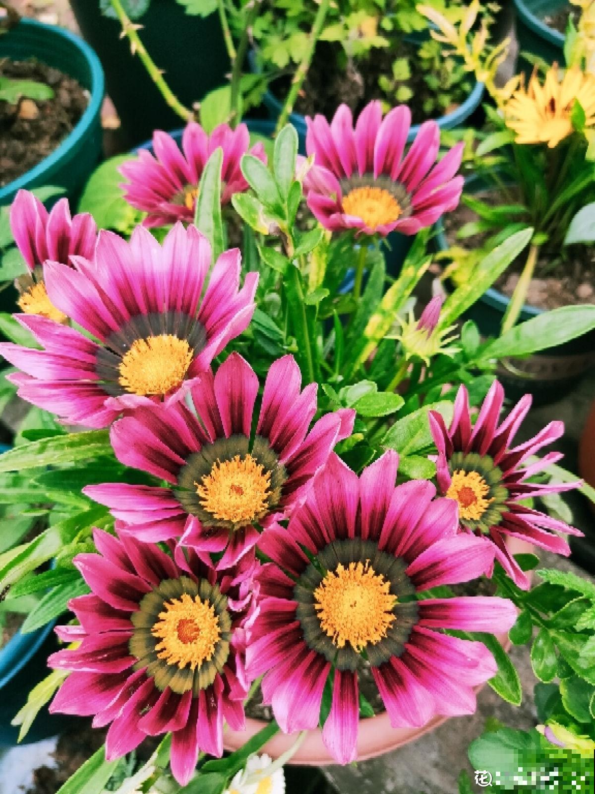 4草种花好养活，只要有个小窗台，光照充足就能开爆盆